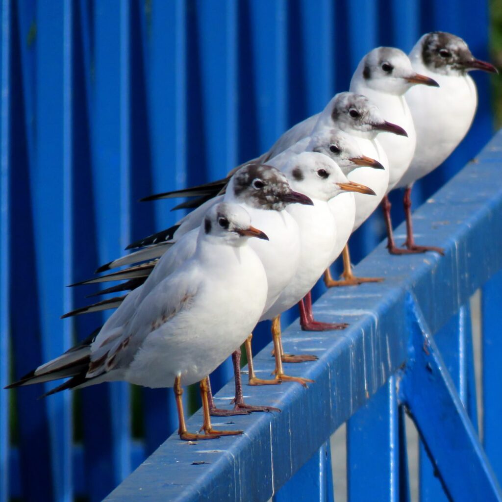 Gaviotas en Madrid.- Pedro Martínez