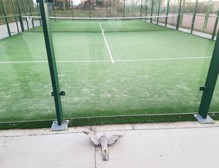 Azor muerto tras colisionar con pista de p&aacute;del en Segovia.-&nbsp;GREFA (Grupo de Rehabilitaci&oacute;n de la Fauna Aut&oacute;ctona y su H&aacute;bitat)