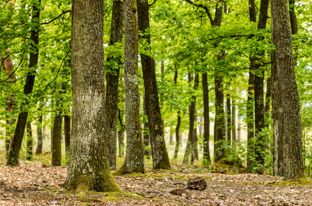Bosque.- Ecooo
