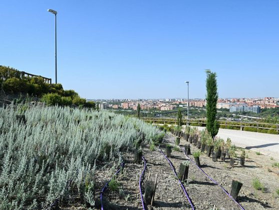 Plantas arom&aacute;ticas del parque de las Comunidades de Vallecas.- Ayuntamiento de Madrid